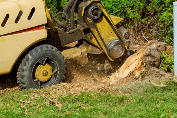 Professional Tree Service in Hebron, KY